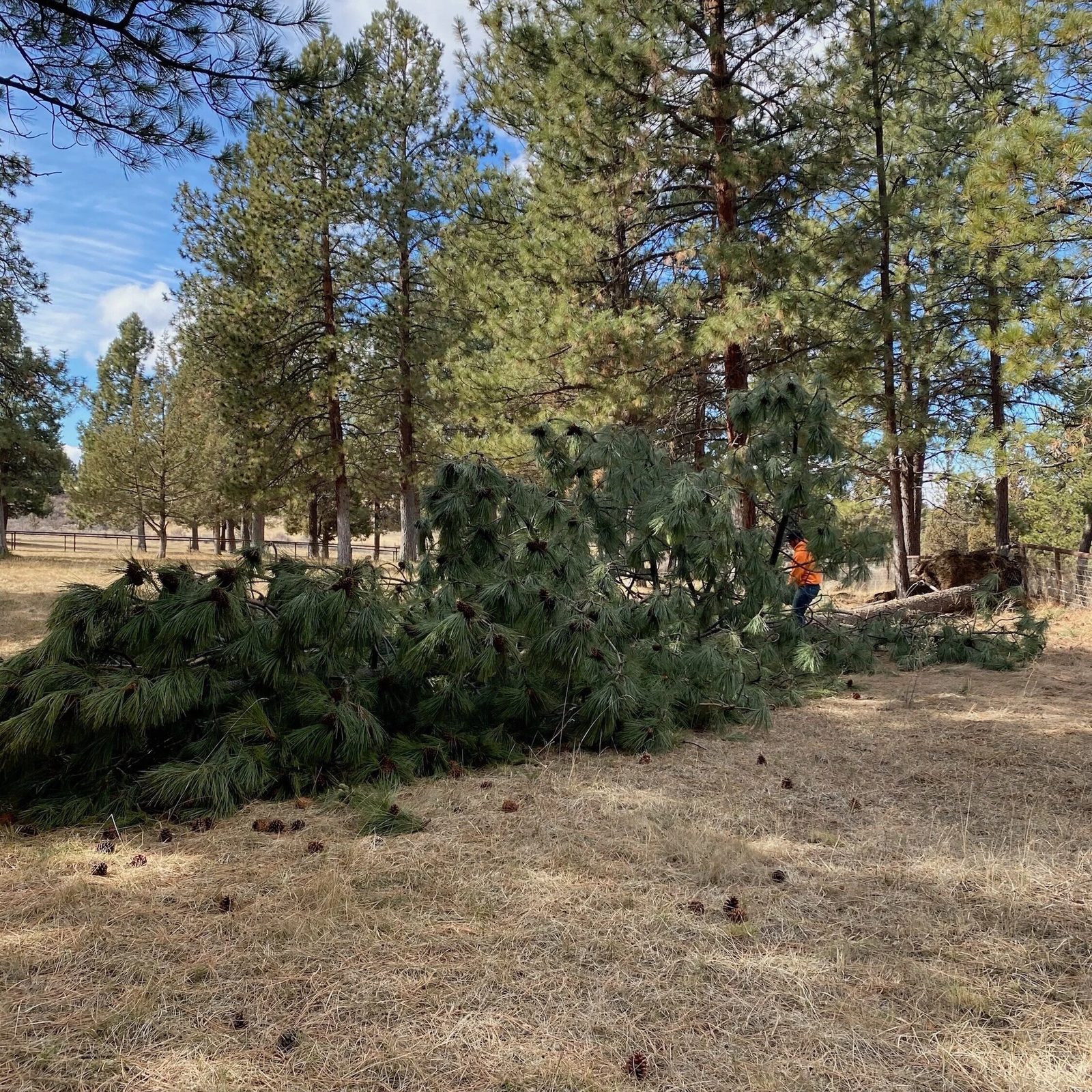 Gutter Cleaning in Bend, Oregon